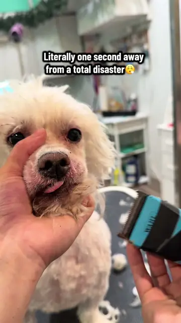 Not every grooming journey is easy, but every pet deserves patience and love. 🥺