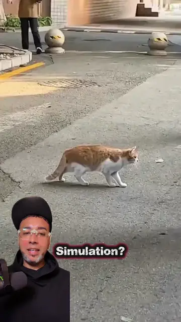 Simulation? #simulation #cats #cat #scary #fyp 