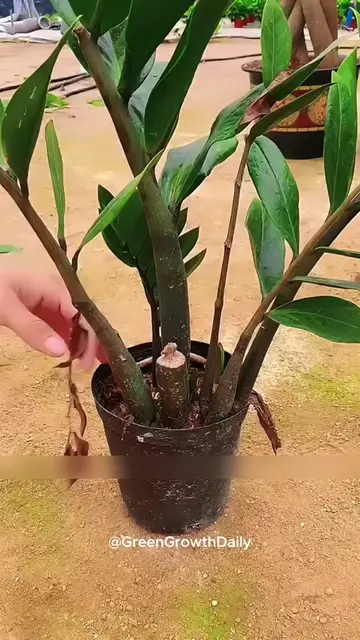 The Secret to Glossy, Healthy ZZ Plant Leaves. zz plant zamioculcas zamiifolia z