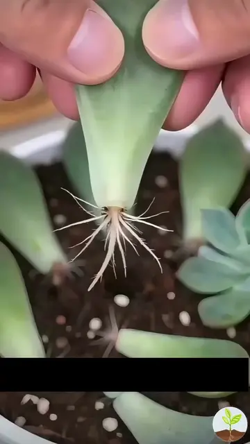 on't Buy These Plants! Grow Them From Just One Leaf 🌱 🌿 Did you know some popu