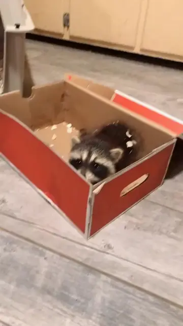 Don't be scared cutie pie. 😶‍🌫️🥰 #RescueStory #AnimalRescue #HopeAndHealing #