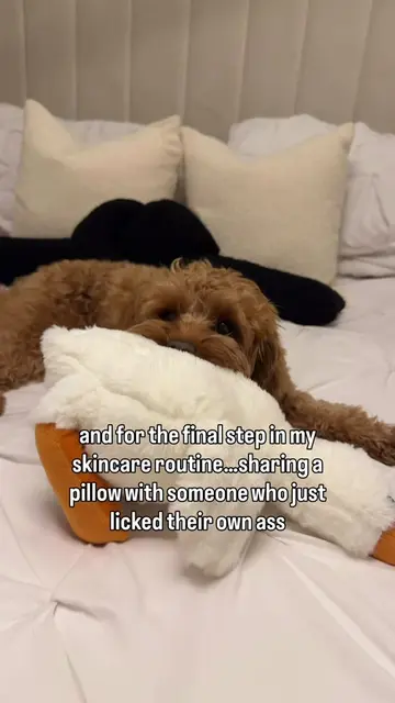 🙈 #cavapoo #cutedog #dog #dogsoftiktok #foryoupage 