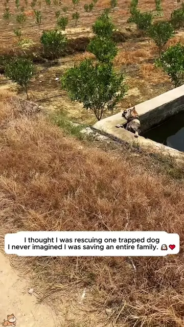 I thought I was rescuing one trapped dog,I never imagined I was saving an entire