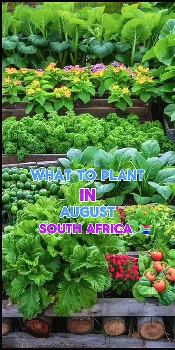 What to Plant in August in South Africa 🌱 | Best Vegetables to Grow Now 🇿🇦Aug