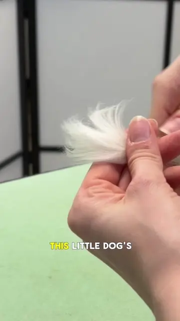 #grooming #doggrooming #dog #groomingtips #dogtok 
