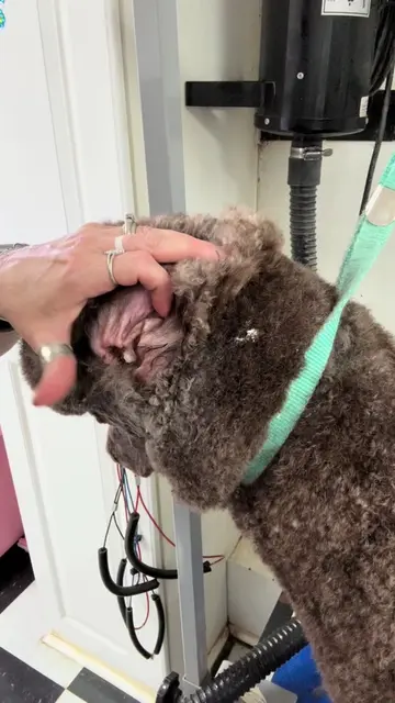 #dogsoftiktok #groomingtips #earcleaning #earwax #plucking pet care does not jus