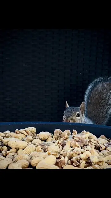 Every day I move my camera to a different spot, and every day these little wild 