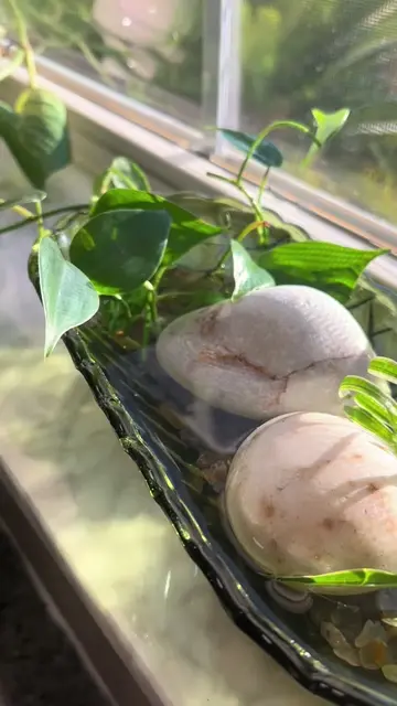 Propagating plants with some thrifted dishes #propogation #plants #cozy #genx #t