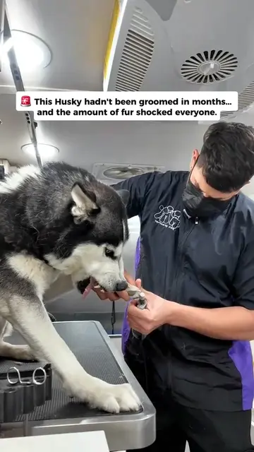 This Husky was hiding an unbelievable amount of fur. 😳❄️ Wait until you see the