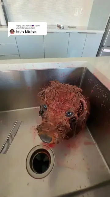 Replying to @Sabrina🇭🇹Travel |Lifestyle dye my dog red with me using Red on Re