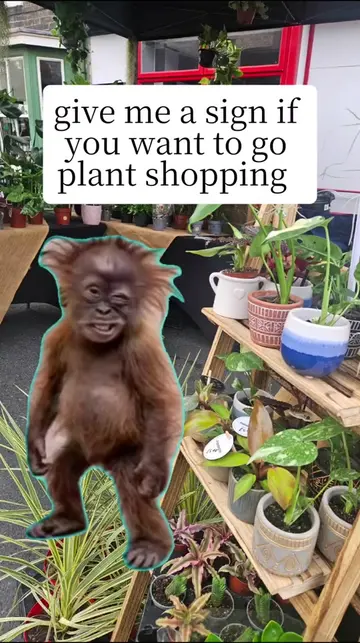 and off we go 😉 you dont need to tell me twice! #PlantTok #plantshopping 