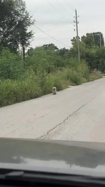 on the side road, guys, really? can u be any worst? #dogstory #doglovers #dogres
