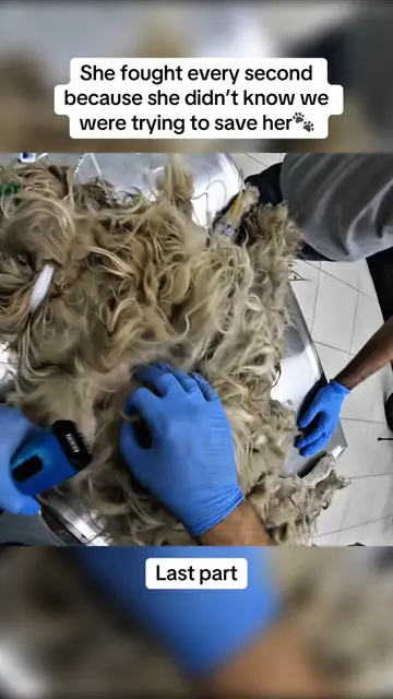 This stopped being just another grooming appointment the moment we realized some