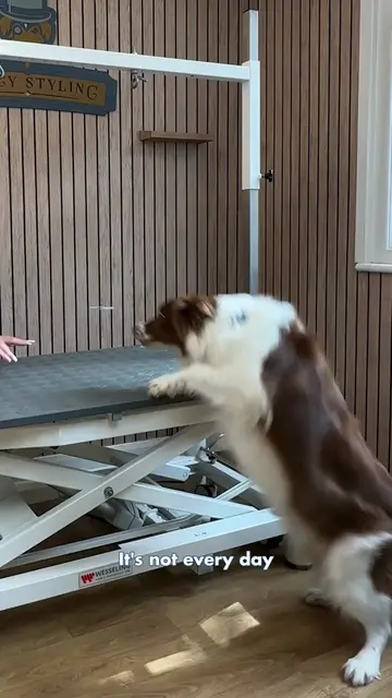 Doggy Daily Episode 624: Zephyr the Border Collie 🐾  • • • • #bordercollie #ser