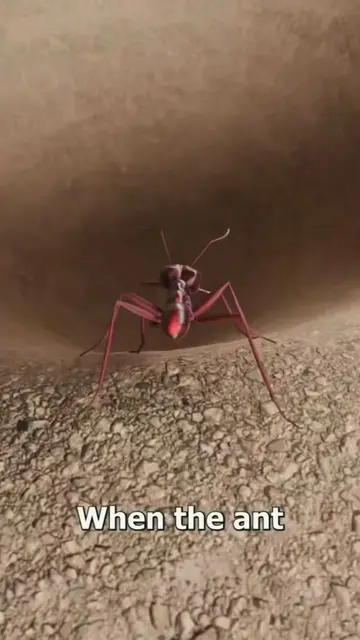 How The Ant Lanches With Its Face 😮#fyp #3danimation #ant #xyzbca #LearnOnTikTo