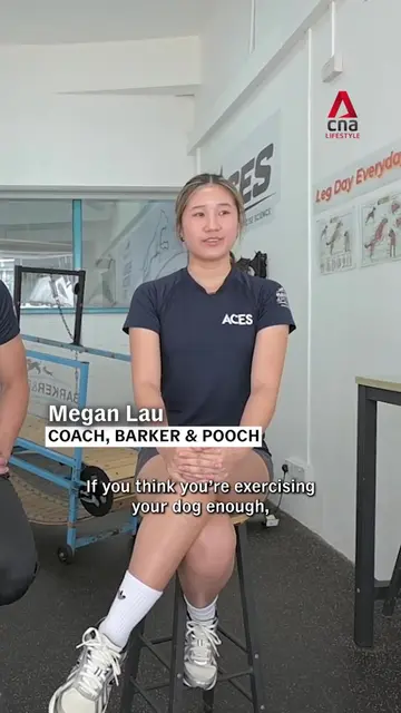Is walking enough to keep your dog fit? At Barker & Pooch, healthy dogs follow p