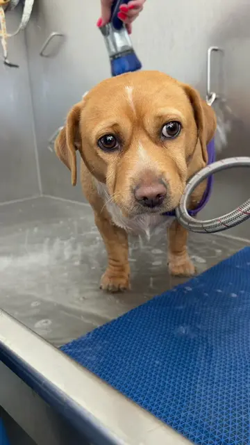 a spa day for the cutest lil cashew potato 🛁🥔 #spaday #bathtime #cashew #dogso