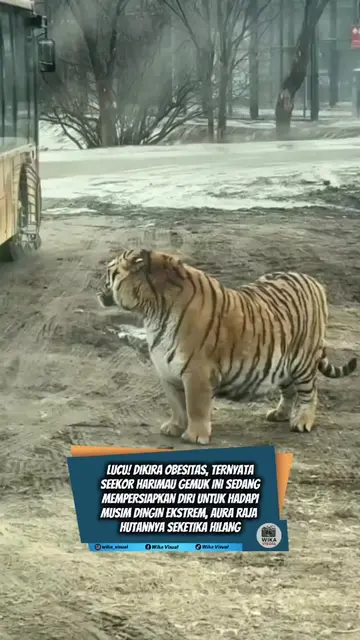 "LUCU DAN MENGGEMASKAN! POTRET HARIMAU SIBERIA YANG MEMPERSIAPKAN DIRI MENIMBUN 