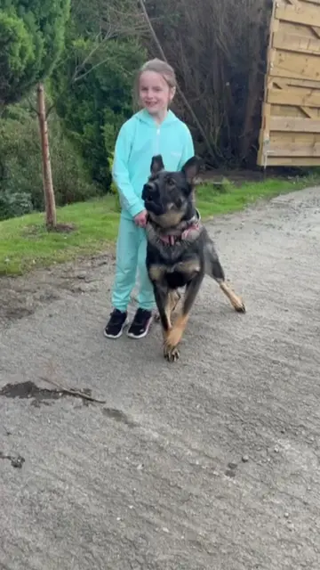 Family Protection dogs #protectiondogs #familyprotectiondogs #protectiondog 