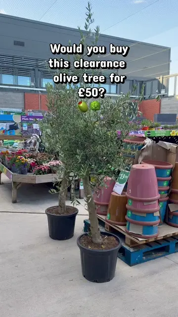 Could this be our best bargain of the summer? 🌿 We found this large olive tree 