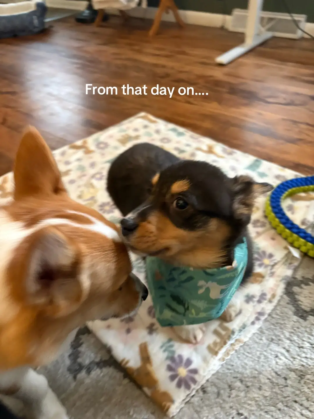 #brothers #corgisoftiktok #corgipuppy #peasandcarrots #myboys 