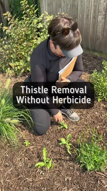 Canada thistle is a very difficult perennial weed to remove. It is possible to r