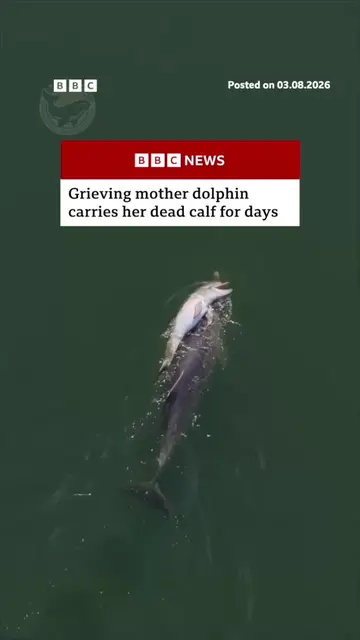 Fraggle the dolphin has lost her last four calves, according to Geographe Marine