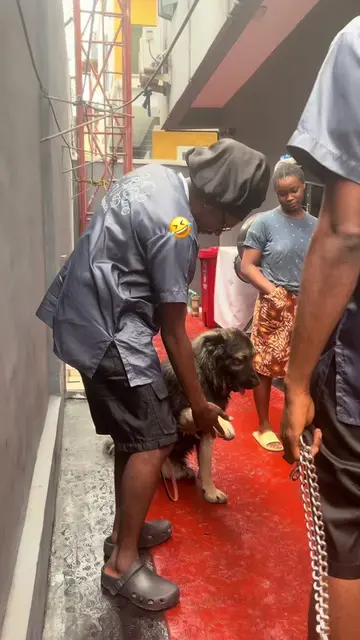 Our first time seeing such a beautiful performance 🤣🤣🤣🤣🤣🤣. #dogdrama #cauc