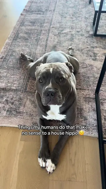 What’s up with these creatures? #dogtok #dogsofttiktok #dogparents #pitbulls #ho