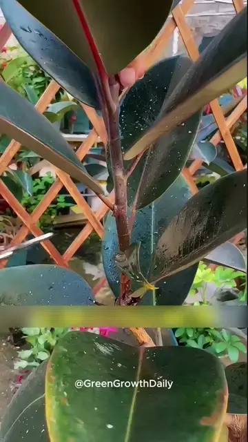 Grow Bigger Rubber Tree Leaves With This Easy Tip. rubber tree ficus elastica ru