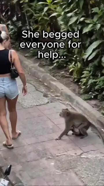 A Mother Monkey Begged Strangers to Save Her Baby #monkey #animals #america #ani