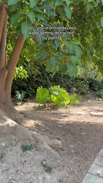 Literally running away from my family to look at a large form monstera deliciosa