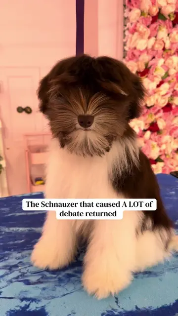 Addressing the Schnauzer in the room… or the lack of 😆 Remember the Schnazuer p