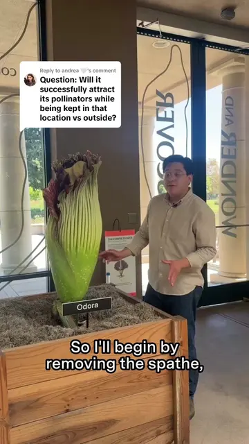 Replying to @andrea 🤍 Ever wondered what happens to our Corpse Flowers after th