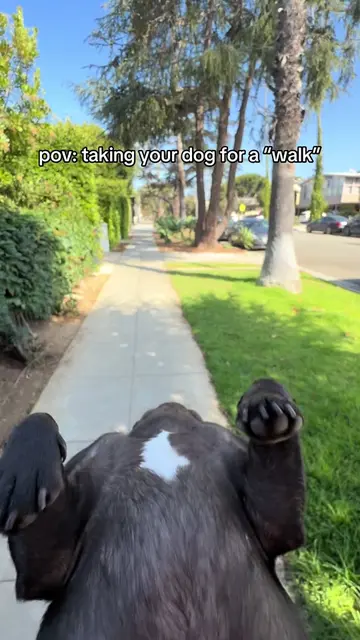 she’s so special #frenchie #walk #frenchbulldog #mabelthefrenchie #california 