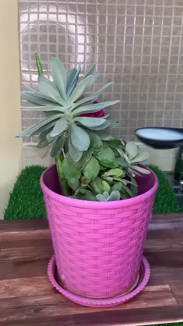 Si tus plantas están feas, marchitadas y no crecen, te enseñaré un truco para re