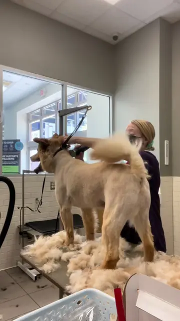 As groomers, we spend time learning about coat types and why they matter. Then a
