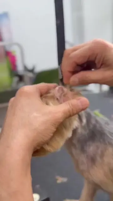 Why do we pluck ear hair? Prevents moisture + wax buildup. *Performed by a profe