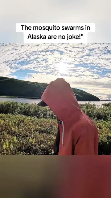 Nature's little 'pollinators' or tiny terrors?  The mosquito swarms in Alaska ar