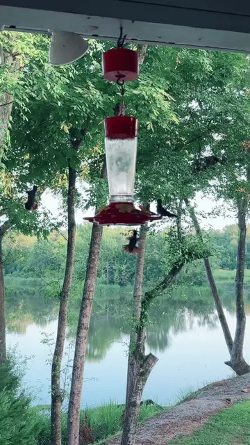 I absolutely love seeing my humming birds everyday!! If you would like to see th