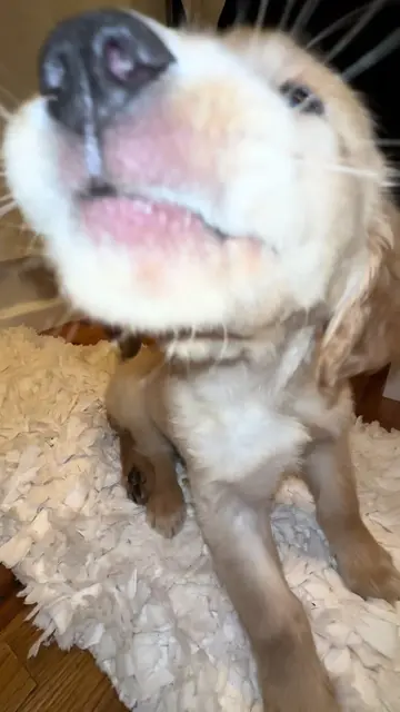 Future ASMR king in the making?? #asmr #puppiesoftiktok 