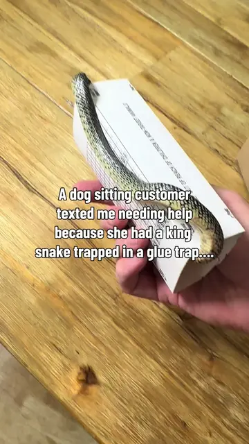 Loving the unloved, one animal at a time 🐍♥️ #snaketok #nonvenomous #kingsnake 