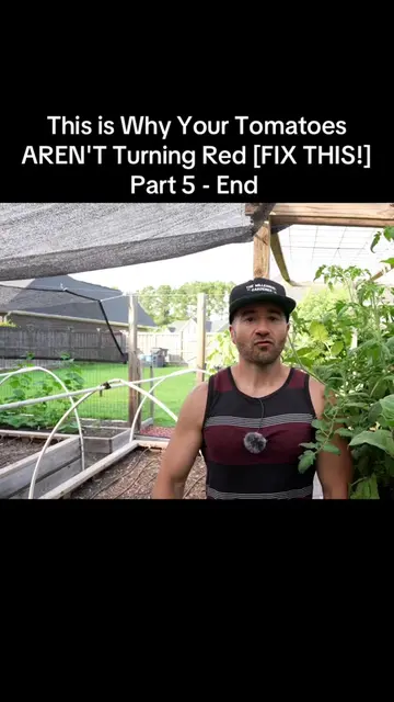 This is Why Your Tomatoes AREN'T Turning Red [FIX THIS!]. Part 5 - End #gardenin