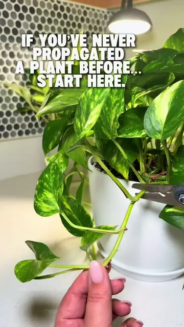 If you’ve been scared to propagate your plants, start with a Golden Pothos. 🌿 I