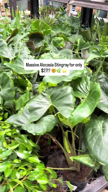Thank you @Lowe’s for this absolute steal!! I couldn’t pass up this massive Aloc