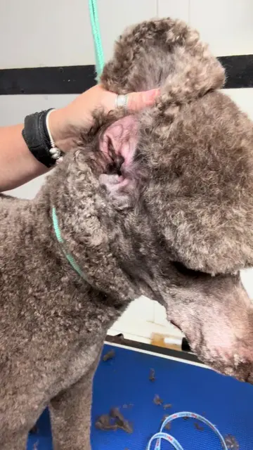 Ear hair removal for a beautiful dog at the grooming salon ##dogsoftiktok #groom