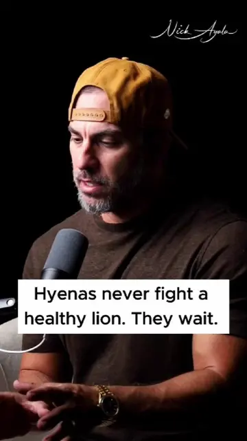 Hyenas never fight a healthy lion. They wait. Hyenas don’t attack lions. They at