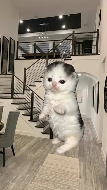Three cute kittens from form a tiny dance crew, poppin’ it and hitting synchroni