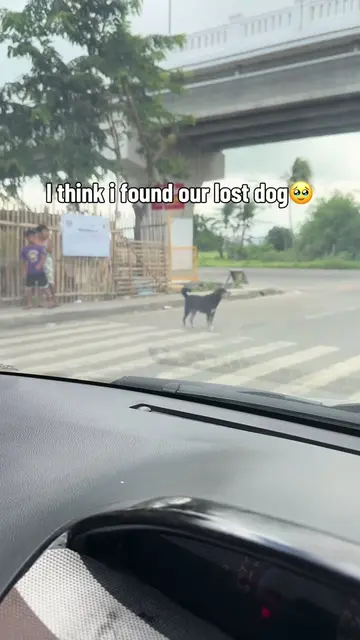 I think i found our lost dog terrence! It’s been 3yrs since🥹 #lostdog #dogfound