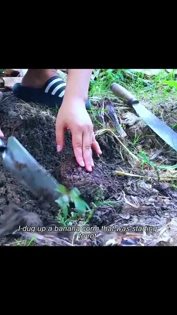 #plants #PlantTok #garden #fyp #gardentok 